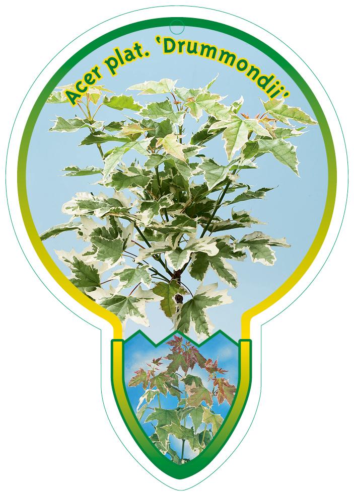 Acer platanoides 'Drummondii' - Bontbladige Noorse Esdoorn op stam