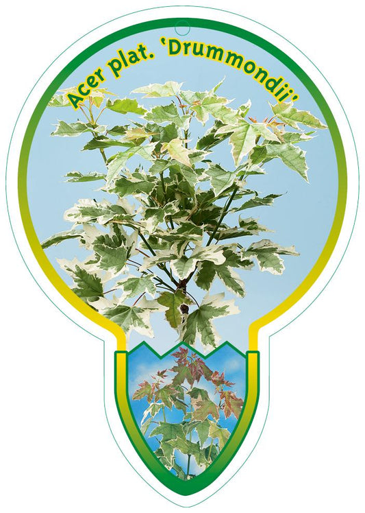 Acer platanoides 'Drummondii' - Bontbladige Noorse Esdoorn op stam