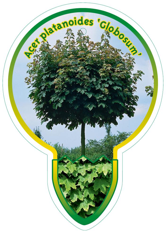 Acer platanoides 'Globosum' - Bolesdoorn op stam