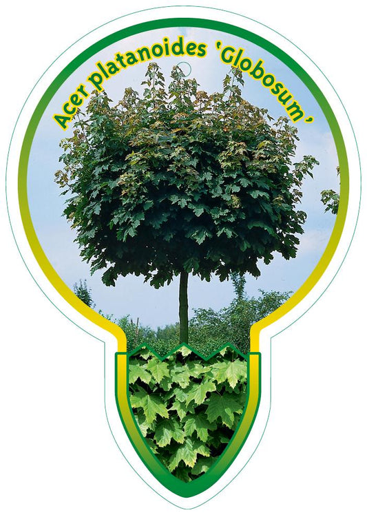 Acer platanoides 'Globosum' - Bolesdoorn op stam