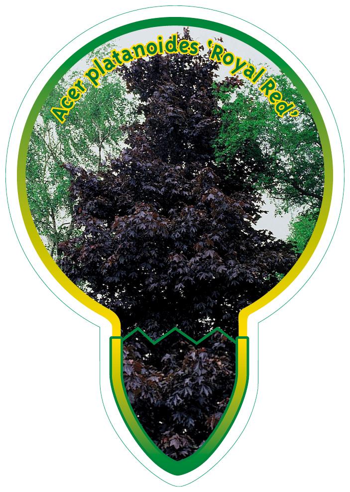 Acer platanoides 'Royal Red' - Rode Noorse Esdoorn op stam