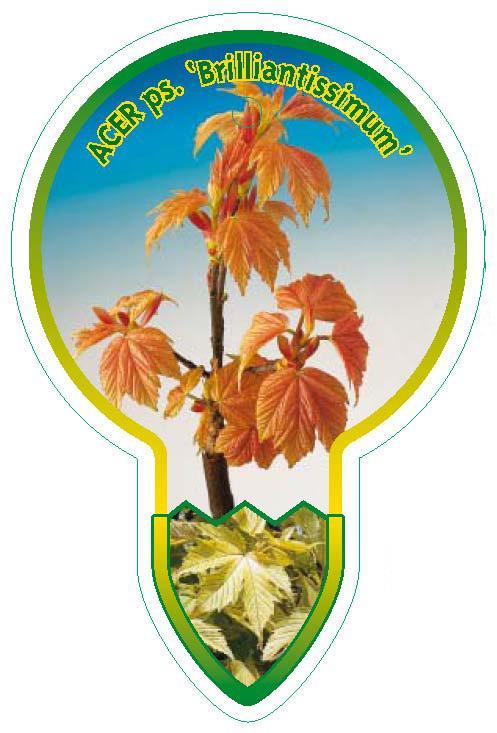 Acer pseudoplatanus 'Brilliantissimum' - Bontbladige Esdoorn op stam