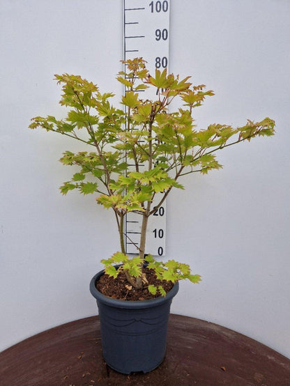 Acer shirasawanum 'Aureum' - Japanse esdoorn (Struik of op stam)