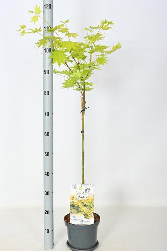 Acer shirasawanum 'Jordan' - Japanse Esdoorn op stam