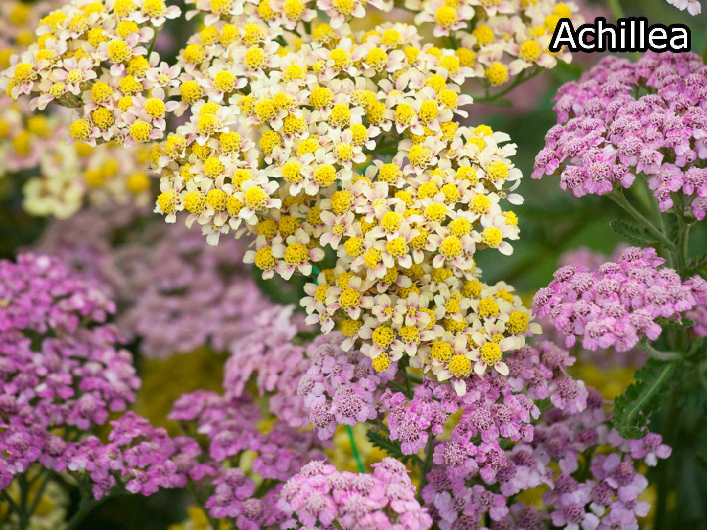 Borderpakket 'Inheems & Biodivers' - 5m² - 50 planten