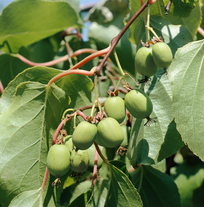 Klimfruit mix - Bessen, Bramen, Kiwi & Meer - Pakket van 10