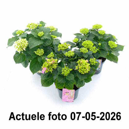 Hydrangea macrophylla - Boerenhortensia rood