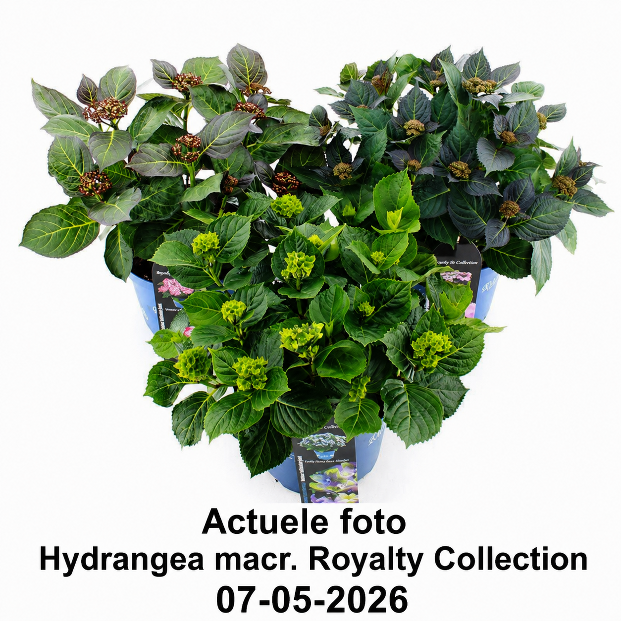 Hydrangea macrophylla 'Royalty Beauty of Boskoop' - Royalty Collection®