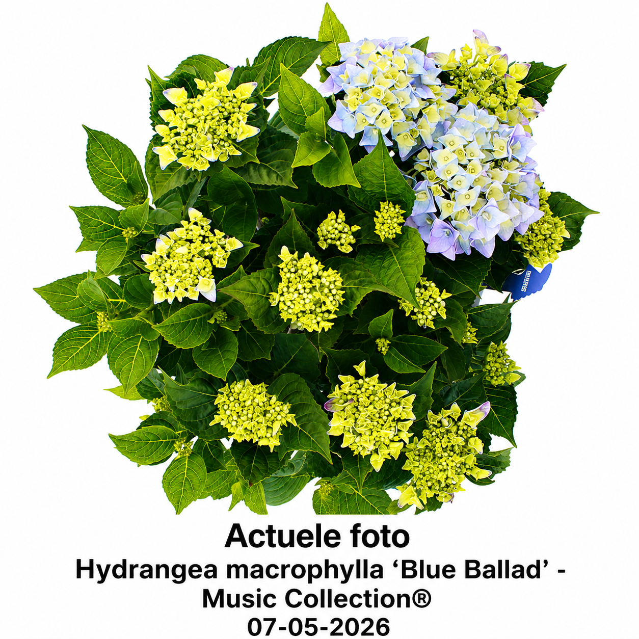 Hydrangea macrophylla 'Blue Ballad' - Music Collection®