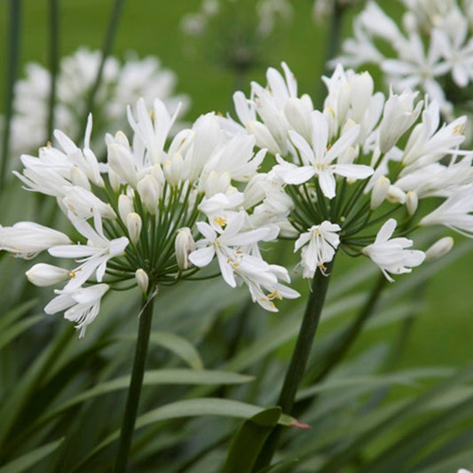 Agapanthus africanus 'Albus' - Witte Afrikaanse lelie