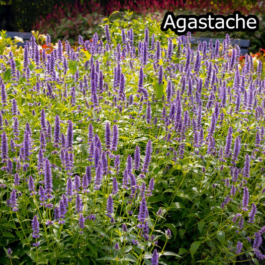 Borderpakket 'Bijen & Vlinders' - 5m² - 50 planten