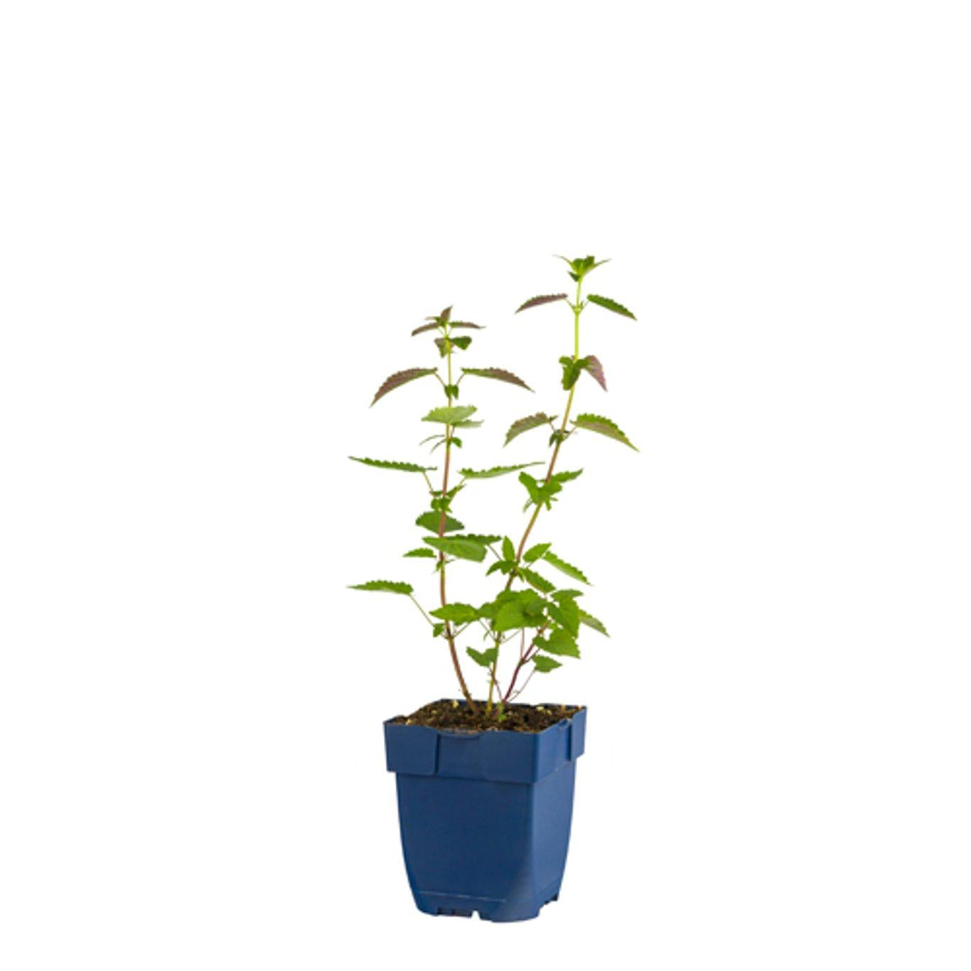 Agastache 'Black Adder' - Dropplant