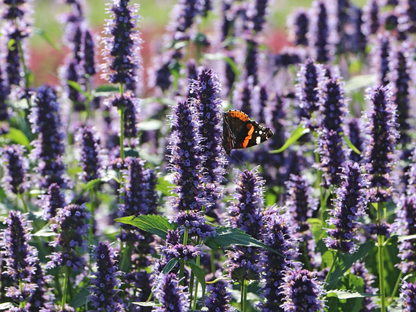 Agastache 'Black Adder' - Dropplant