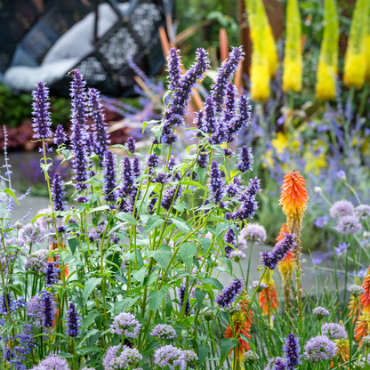 Agastache 'Black Adder' - Dropplant