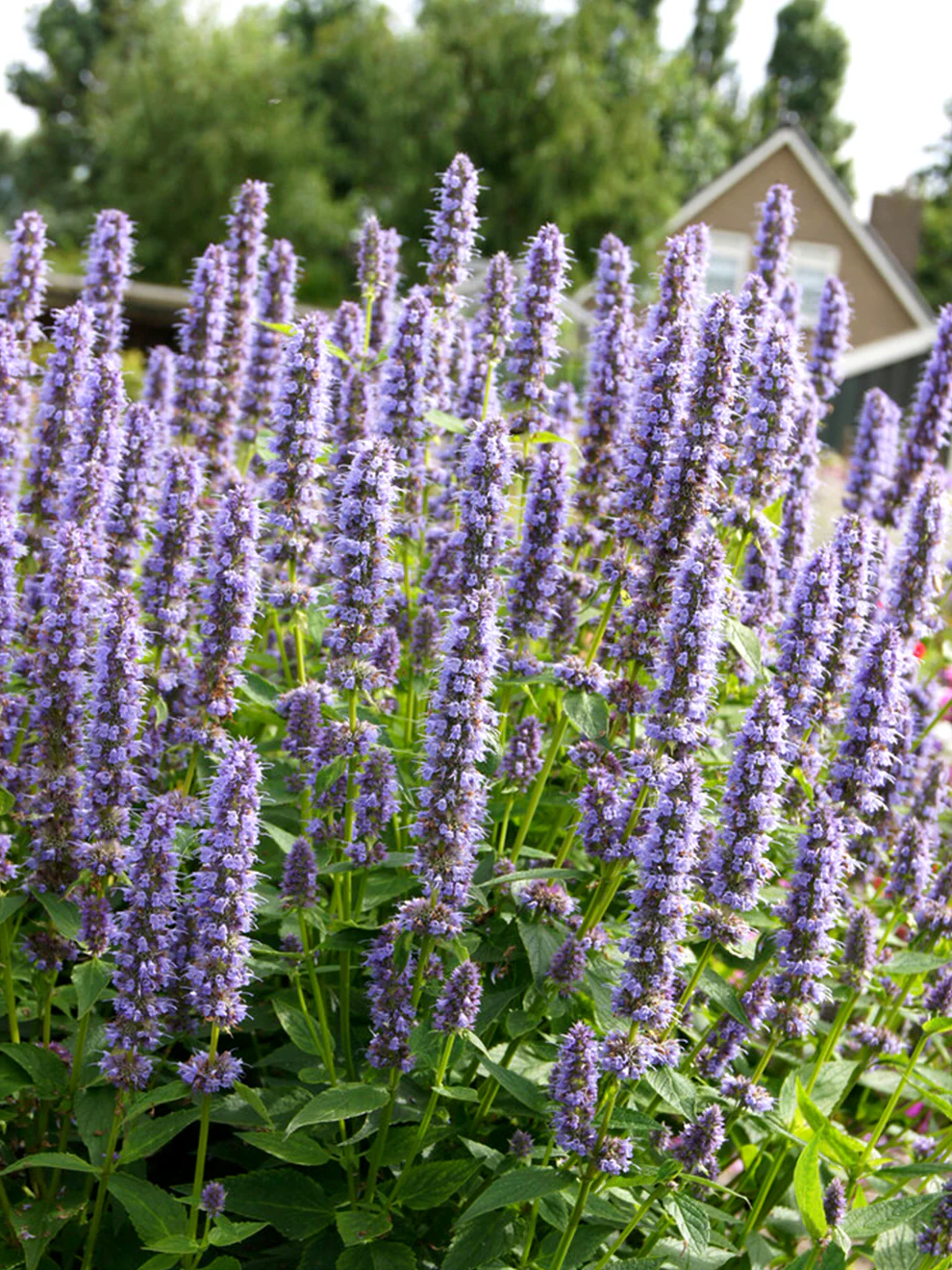 Agastache 'Blue Fortune' - Dropplant