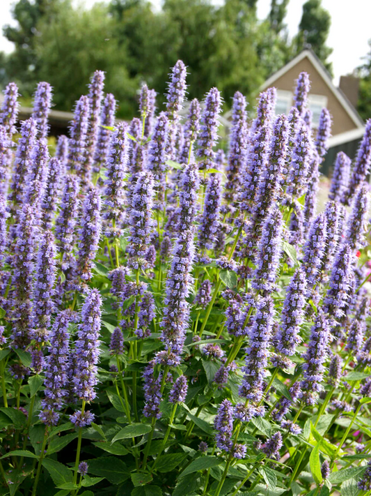 Agastache 'Blue Fortune' - Dropplant