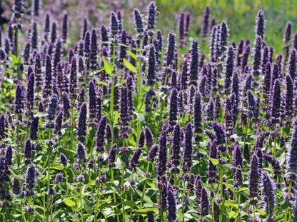 Agastache 'Blue Fortune' - Dropplant