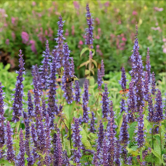 Agastache rugosa 'Little Adder' - Dropplant