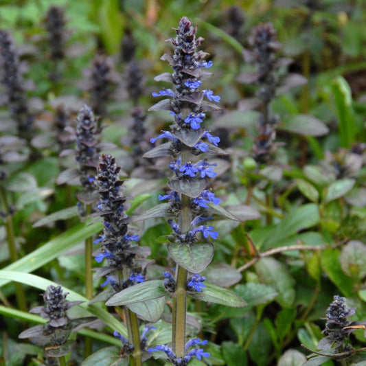 Ajuga reptans - Kruipend Zenegroen