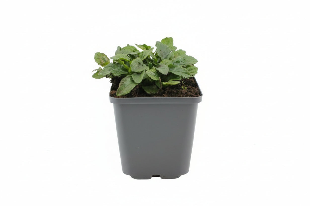 Ajuga reptans - Kruipend Zenegroen