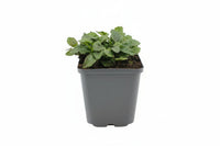 Ajuga reptans - Kruipend Zenegroen