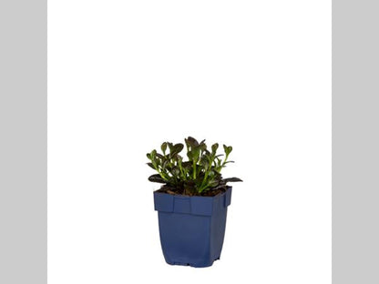 Ajuga reptans 'Atropurpurea' - Kruipend Zenegroen