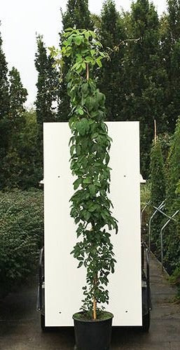 Akebia quinata -  Schijnaugurk