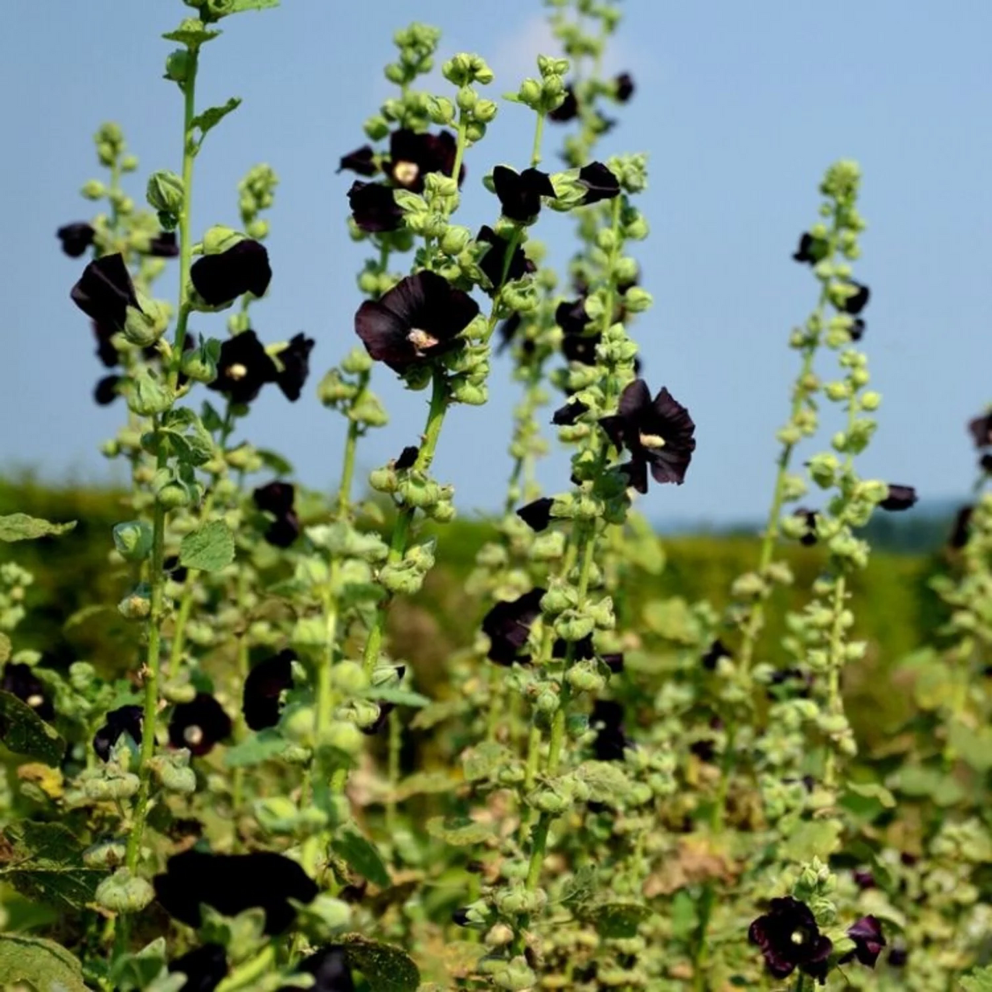 Alcea rosea 'Pleniflora' - Zwarte stokroos