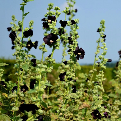 Alcea rosea 'Pleniflora' - Zwarte stokroos