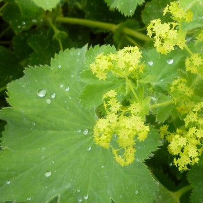 Alchemilla mollis - Fraaie vrouwenmantel