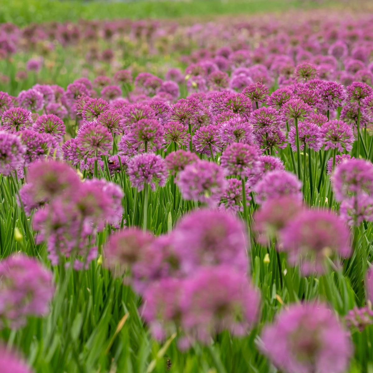 Allium 'Millenium' - Sierui