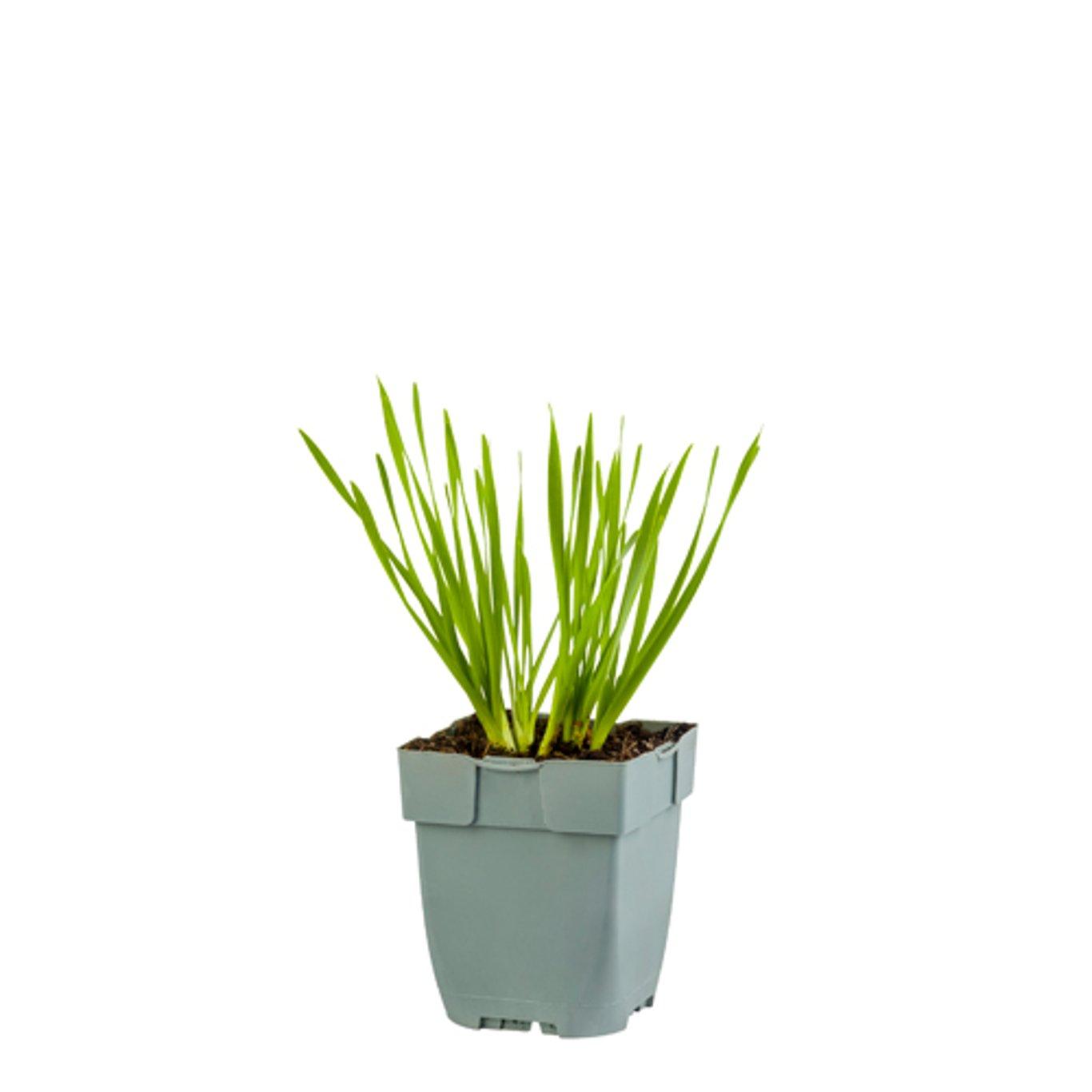 Allium 'Millenium' - Sierui