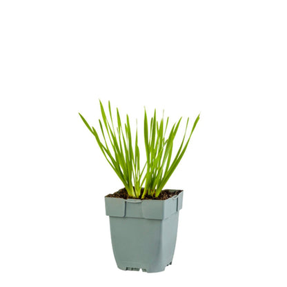 Allium 'Millenium' - Sierui