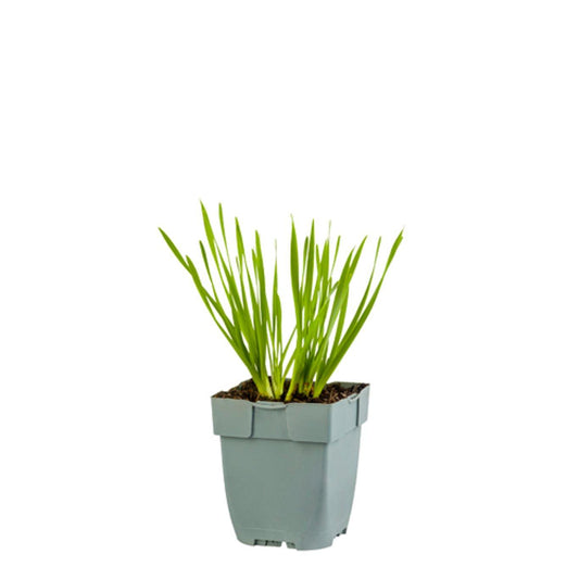 Violette alliumbloemen met fijne, stekelige bloemtrossen en groene stelen, perfect voor tuinversiering. Prachtige bloemen voor decoratieve tuinontwerp en bloemstukken.