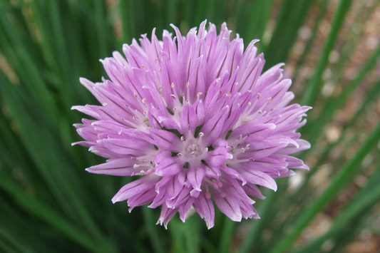 Allium schoenoprasum - Bieslook