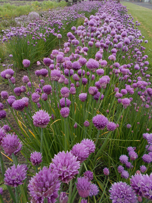 Allium schoenoprasum - Bieslook