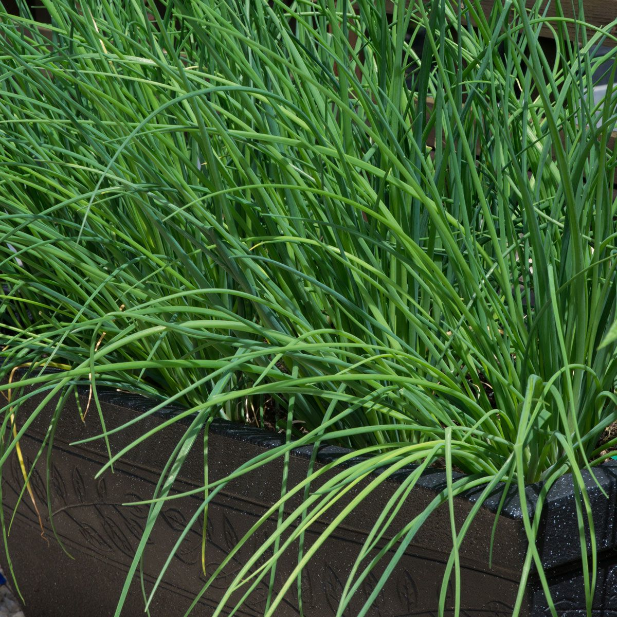 Allium schoenoprasum - Bieslook
