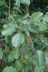 Alnus glutinosa - Zwarte Els Haag blote wortel