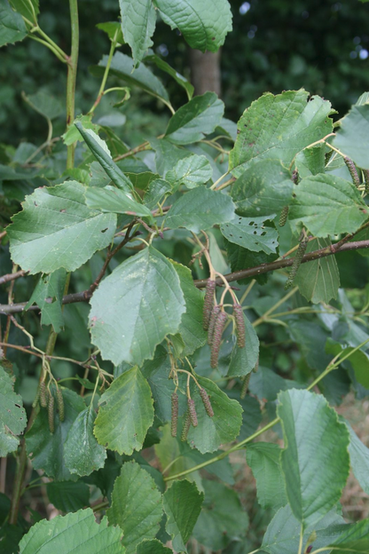 Alnus glutinosa - Zwarte Els Haag blote wortel