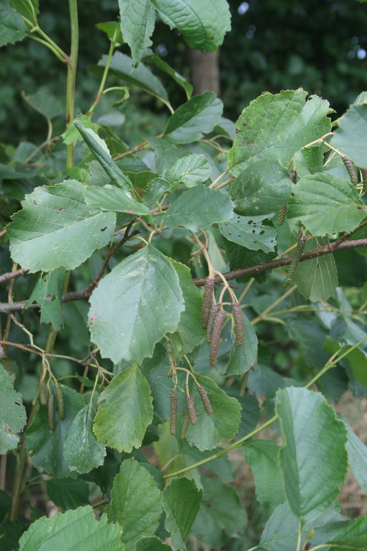 Groene bladeren van een berkboom met hangende, bruine kastanjes. Natuurlijke bosachtergrond, geschikt voor tuin- en landschapsprojecten.
