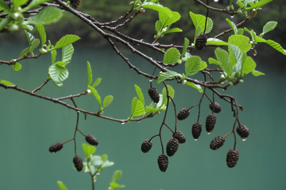 Alnus glutinosa - Zwarte Els Haag blote wortel