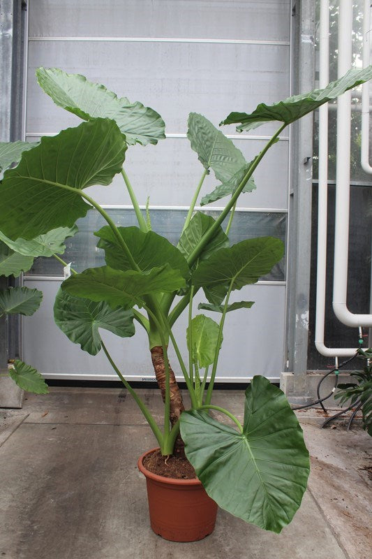 Alocasia macrorrhiza 280cm