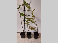 Amelanchier lamarckii - Krentenboom in struikvorm