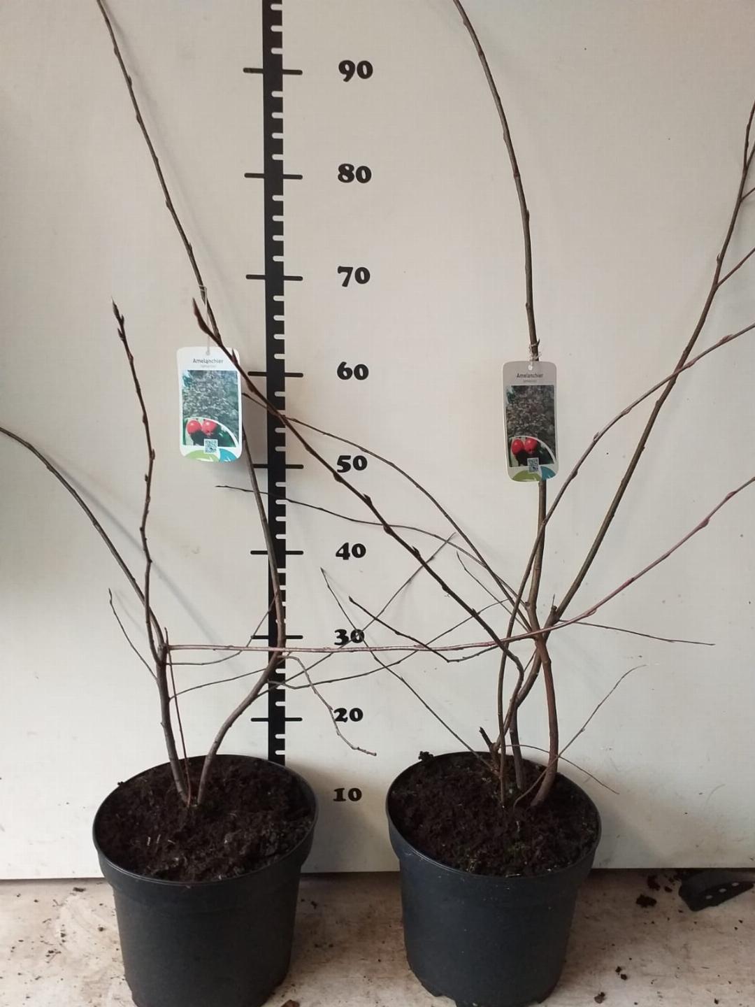 Amelanchier lamarckii - Krentenboom in struikvorm
