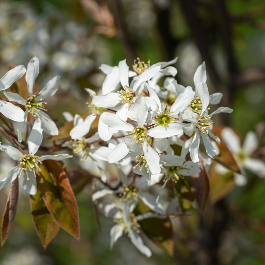 Amelanchier lamarckii - Krentenhaag blote wortel