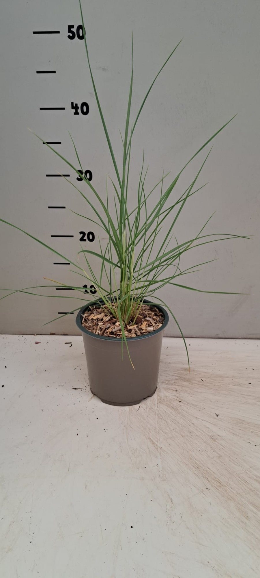 Ammophila arenaria - Helmgras