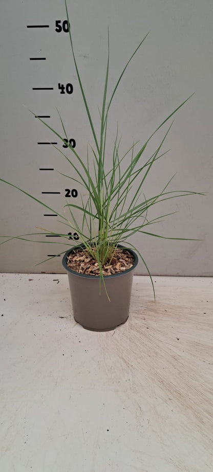 Ammophila arenaria - Helmgras