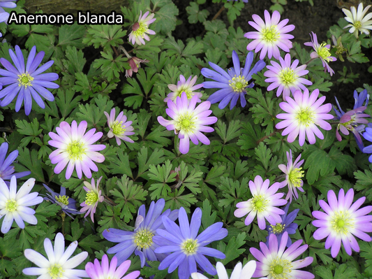 Borderpakket '4-seizoenen-bloei' - 5m² - 50 planten