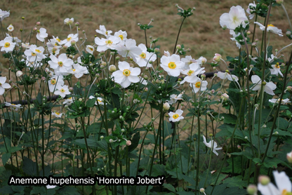 Borderpakket 'Japanse-stijl' - 5m² - 50 planten