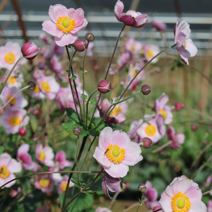 Anemone hupehensis 'September Charm' - Herfstanemoon